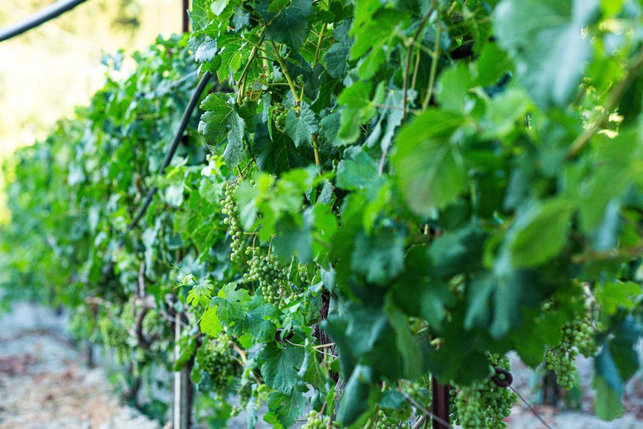 Villa Mantilari Wine Estate 7 Apartments 2 Private Pools 1 Heated Tennis Court Fitness Center Архане Екстер'єр фото